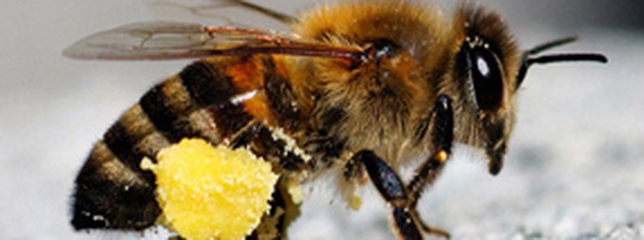 abeille_pollen.jpg
